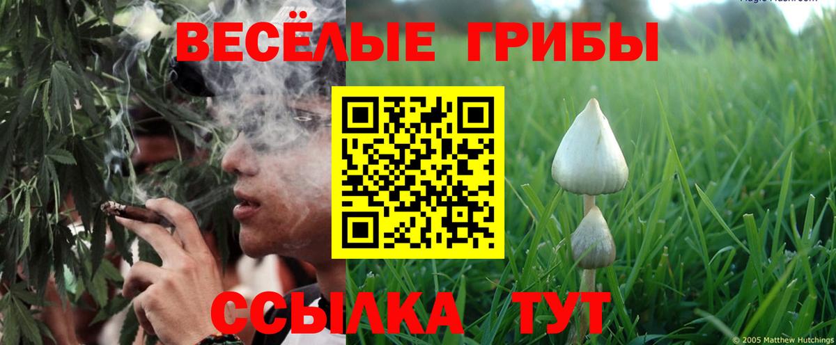 Псилоцибиновые грибы Cubensis  Вход с VPN  Кузнецк 